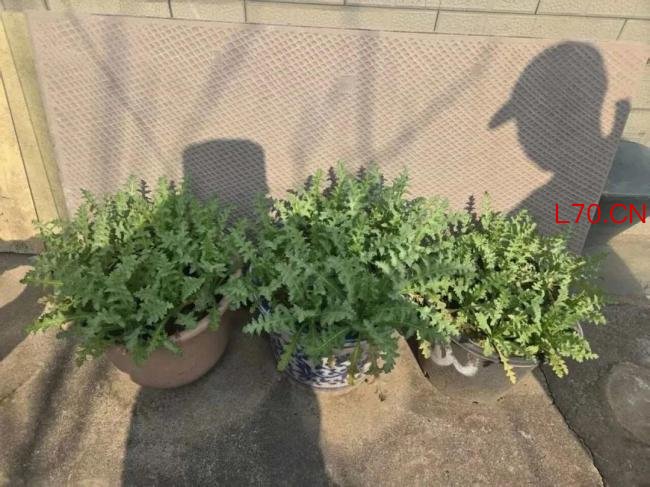 警方查处两起非法种植罂粟案