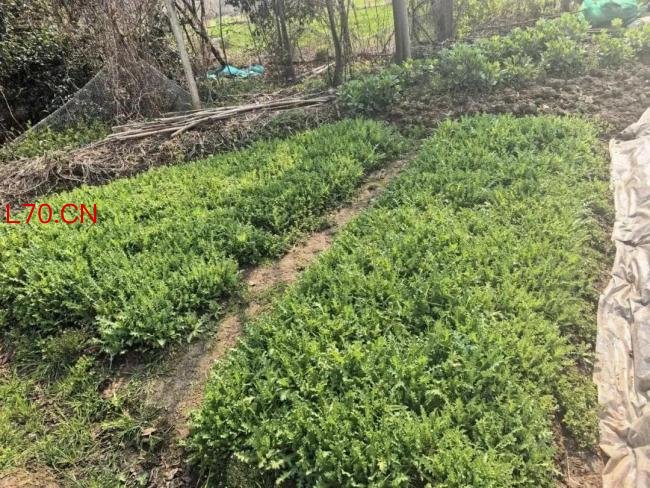 警方查处两起非法种植罂粟案 以观赏等为借口触法网