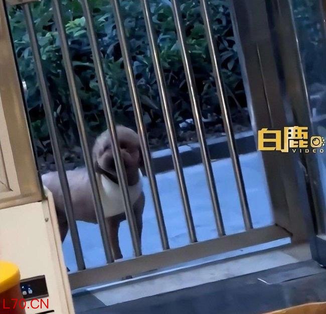白鹿突然被叫本名的反应 姐狗感瞬间炸裂