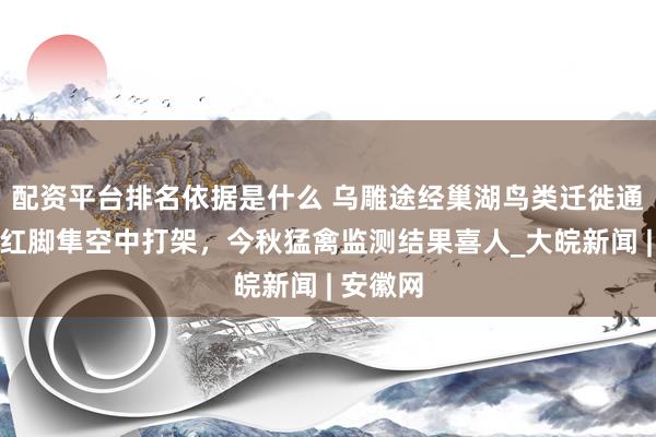 配资平台排名依据是什么 乌雕途经巢湖鸟类迁徙通道，与红脚隼空中打架，今秋猛禽监测结果喜人_大皖新闻 | 安徽网