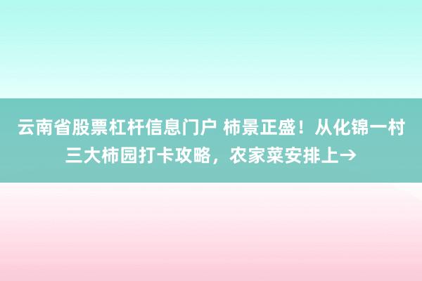 云南省股票杠杆信息门户 柿景正盛!从化锦一村三大柿园打卡攻略,农家菜安排上→
